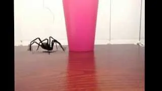 ACTION MOVIE FX - GIANT SPIDER