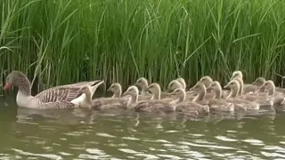 Greylag goose and family