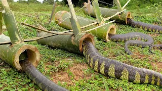 DIY Snake Trap Technology -  Learning to make Bamboo snake trap