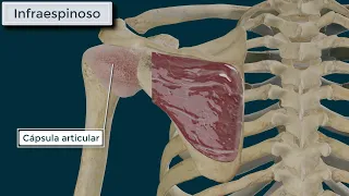 Músculo Infraespinoso. Manguito Rotador