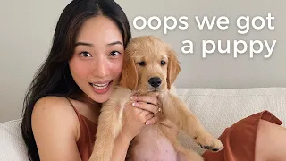 first days with my 8 week old golden retriever puppy | VLOG