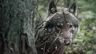 Zobacz jak wilki zakładają rodzinę! | Dzikie Oblicze Polski
