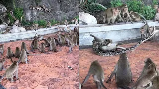 Wild Python Strangles Monkey As Troop Tries To Help