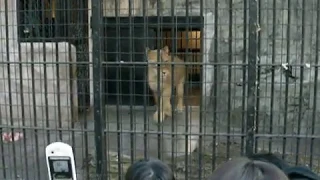 ライオン　野毛山動物園