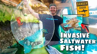 Netting Exotic Aquarium Fish Under SHARK Infested Dock! (Invasive LionFish Found!)