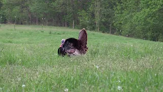 PA  Spring Turkey Hunting 2019