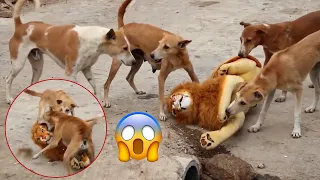 Fake Big Lion Prank Dog So Funny Can Not Stop Laugh Must Watch New Funny Prank Video 2024