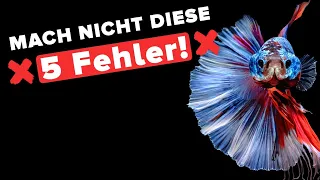 Haltung von BETTA Kampffischen! 5 Fehler die du UNBEDINGT vermeiden solltest! ⚠️