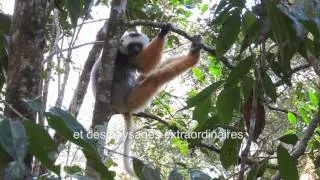 Madagascar, les trésors verts de l'île rouge
