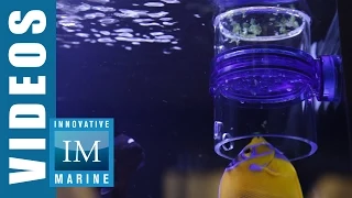 How to Feed Frozen Food to Your Fish like a Pro: Innovative Marine Gourmet Defroster