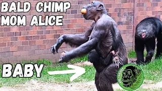 Newborn Baby Chimpanzee Born To Hairless Mother Alice!