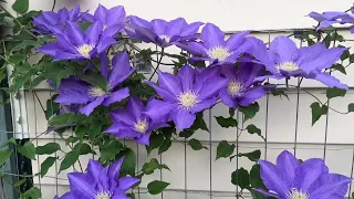 Clematis H F Young May 2023