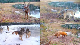 Northwoods wildlife deep in the heart of Voyageurs National Park