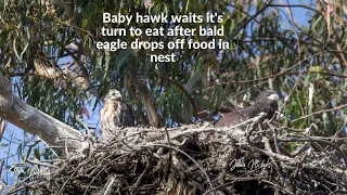 Eaglet and baby hawk eating in bald eagle nest