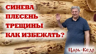 СИНЕВА, ПЛЕСЕНЬ, ТРЕЩИНЫ, как защитить деревянный сруб?Строительство из бревна.