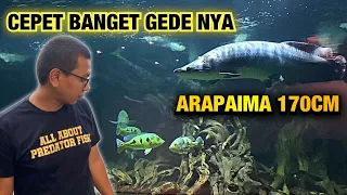 GA NYANGKA IKAN DI MEGATANK SEMAKIN BESAR KARENA INI