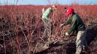 How to Prune Blueberry Bushes - Expert Blueberry Famers Advice