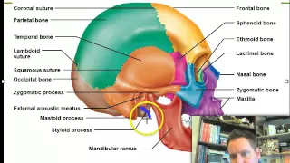 Chapter 5: Skeletal System A&P Part 1 Lecture