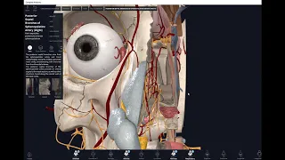 Nose and Nasal Cavity - Innervation and Blood Supply