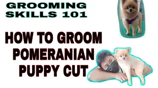 HOW TO GROOM POMERANIAN PUPPY CUT