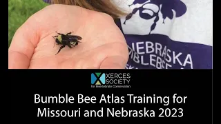 Bumble Bee Atlas Training for Missouri and Nebraska 2023