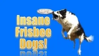 INSANE FRISBEE DOGS!