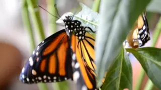 metamorphosis- Caterpillar to Butterfly Full Transformation Short Film