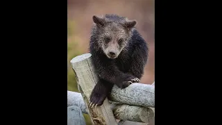 Wildlife Photography-Grizzly Bear "Felicia"/Bear #863/May 2021/Part 4-Jackson Hole/Grand Teton Park