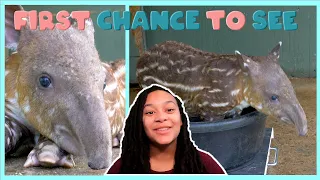 The Cutest ﻿Baby Baird's Tapir | First Chance To See | BBC Earth Kids