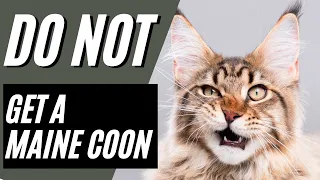 7 Reasons You SHOULD NOT Get A Maine Coon