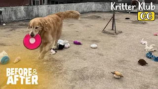 Retriever Cries, "Where Is My Toys?" And Cat Says, "Follow Meh!" I Before & After Makeover Ep. 86