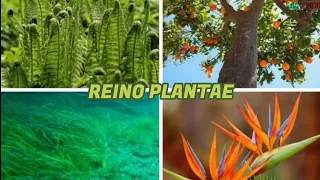 REINO PLANTAE, Qué es, Características y algunas Curiosidades