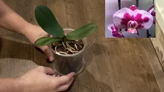 посадка ОРХИДЕИ Phalaenopsis Polka Dots в ВЛАГОЕМКИЙ и ОБОГАЩЕННЫЙ грунт для орхидей