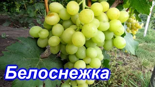 Белоснежка 25.08.2020