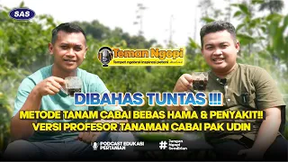 Versi Lengkap!! Metode Tanam Cabai Versi Profesor Tanaman Cabai Pak Udin