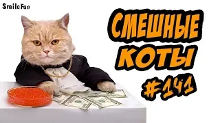 ПРИКОЛЫ С КОТАМИ - смешные коты - Funny Cats 2018 - ОЗВУЧКА oт SmileFun