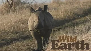 WildEarth - Sunrise Drive - 04 August 2020