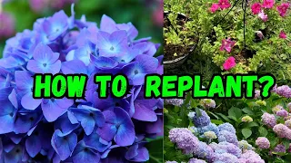 HOW TO REPOT A PLANT IN NEW SOIL | HOW TO REPOT MY HYDRANDEAS | HOW TO REPOT PLANTS