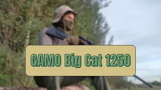 Винтовка GAMO Big Cat 1250 | Обзор, стрельба