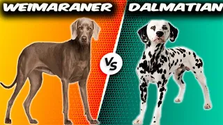 Weimaraner VS Dalmatian - Comparison