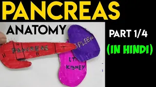 Pancreas Anatomy (1/4) | Head & Neck of Pancreas | Abdomen Anatomy