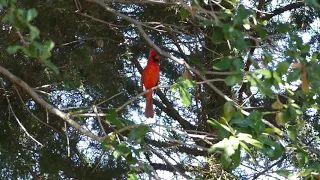 Cardinal Singing