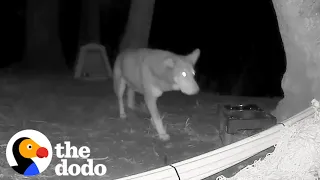 Wildlife Cam Shows Stray Dog Fighting Off Coyotes | The Dodo