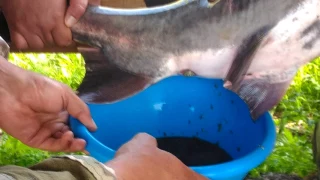 Получение икры веслоноса! Getting caviar paddlefish