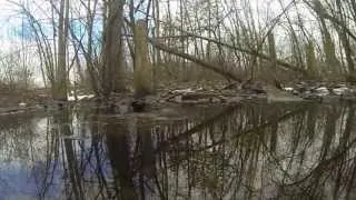 Go Pro underwater swamp view