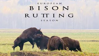 Rutting season of European Bisons. Two pairs of bulls fight in the wild.