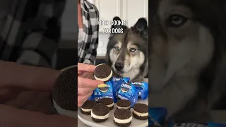How To Make Oreo Cookies For Dogs! #shorts