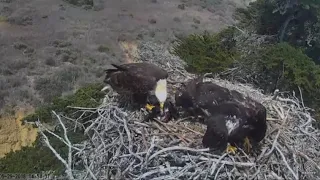 Sauces Eagles - Triplet Pushed off Nest -  Later Makes Graceful Flight Back to Nest - May 29 2018