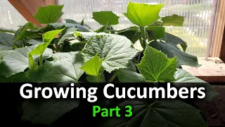 How To Grow Cucumbers Part 3 - Planting In Your Garden