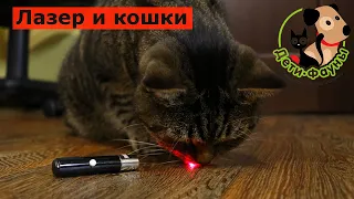 Можно ли играть с кошкой лазерной указкой?